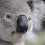 australia jobs