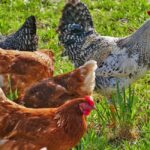 sponsorship jobs australia