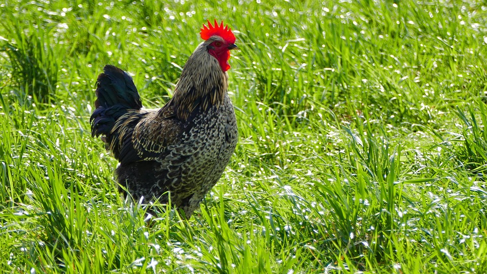 visa sponsorship jobs